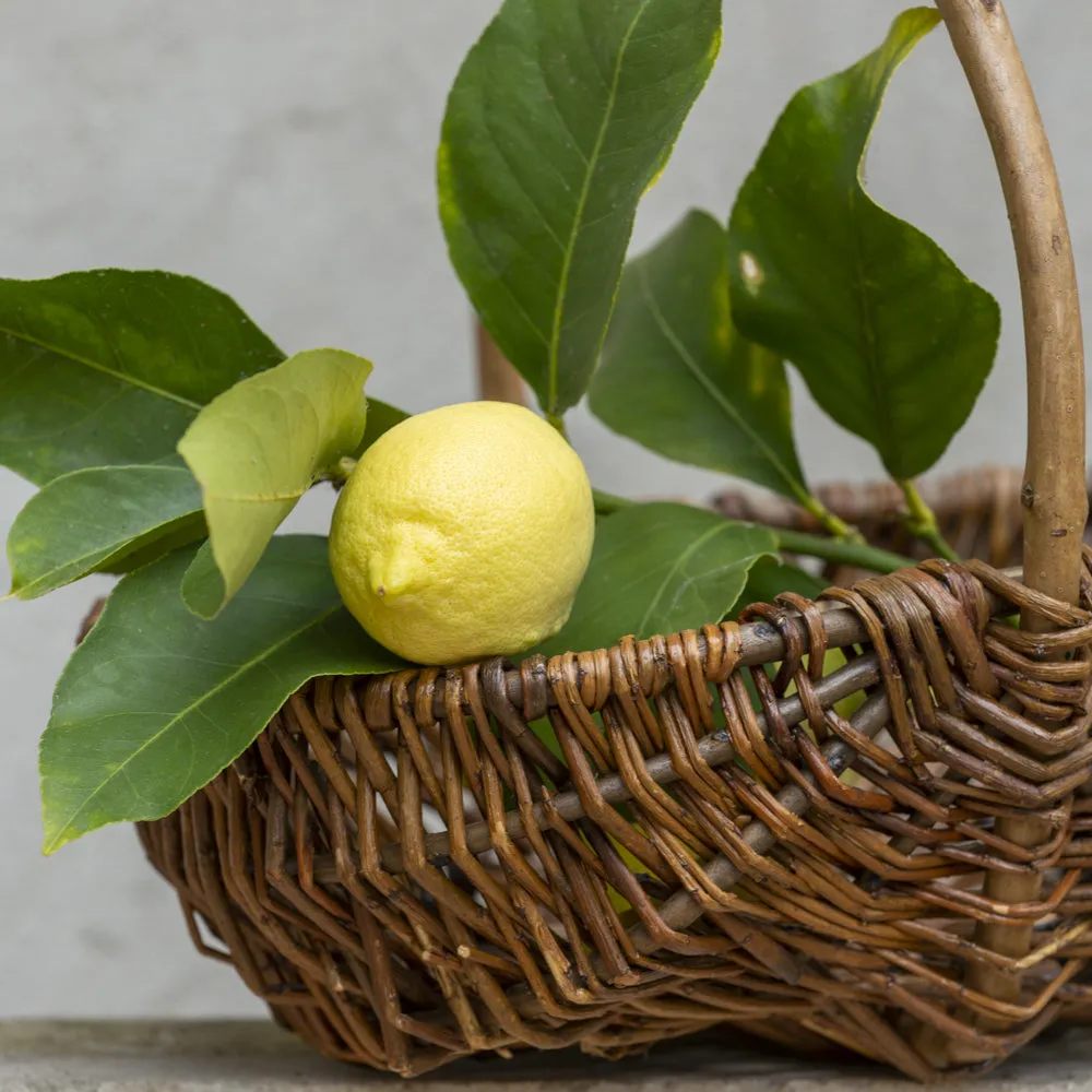 Unpeeled Willow Trug